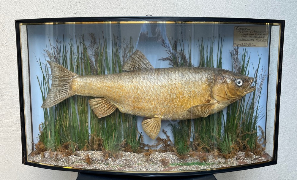 roach in glass case preserved by little co 1884